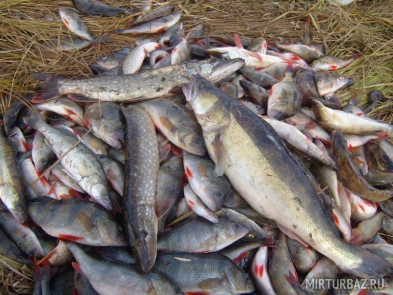 сроки ловли рыбы в великом новгороде сроки ловли рыбы в великом новгороде