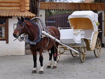 Прогулки на санях