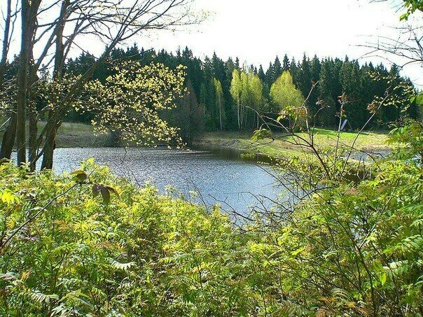 Озеро | Логи, Смоленская область