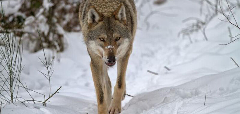 Волк | Кречет, Смоленская область