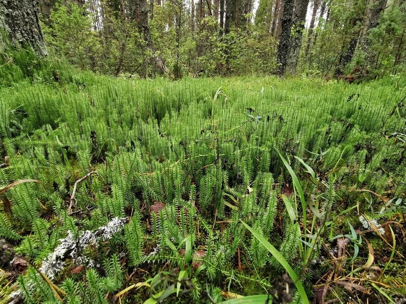 Облако_тест, Алтайский край: фото 5