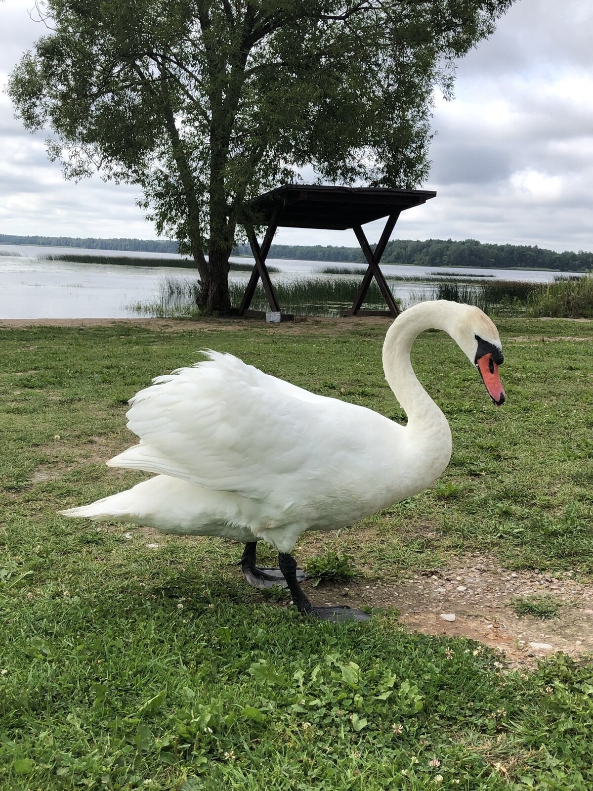 Фото 4 из отзыва о доме в аренду Озеро Врево