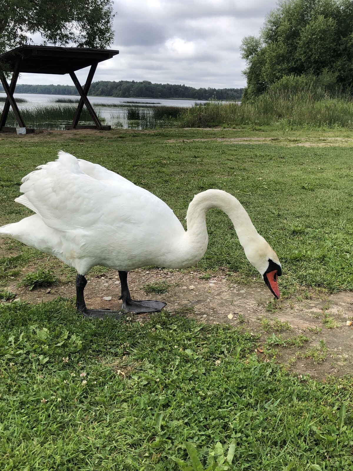 Фото 7 из отзыва о доме в аренду Озеро Врево