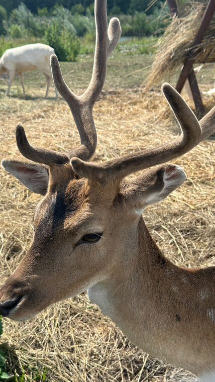 Фото из отзыва от 07.08.2023