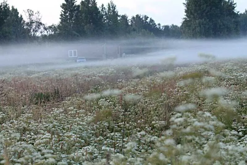 Яви Нави, Ленинградская область: фото 5