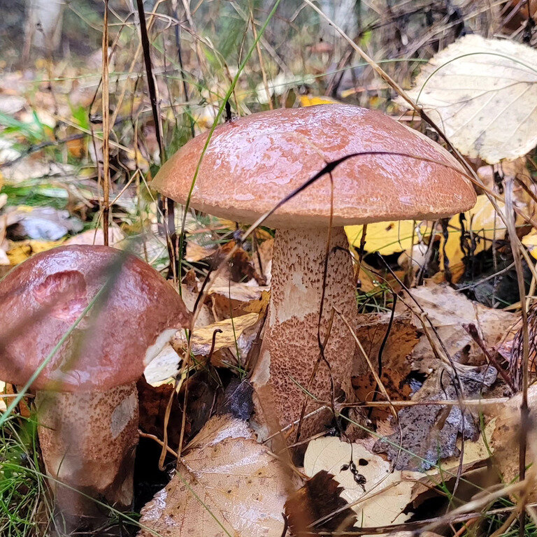 Фото из отзыва от 02.10.2023