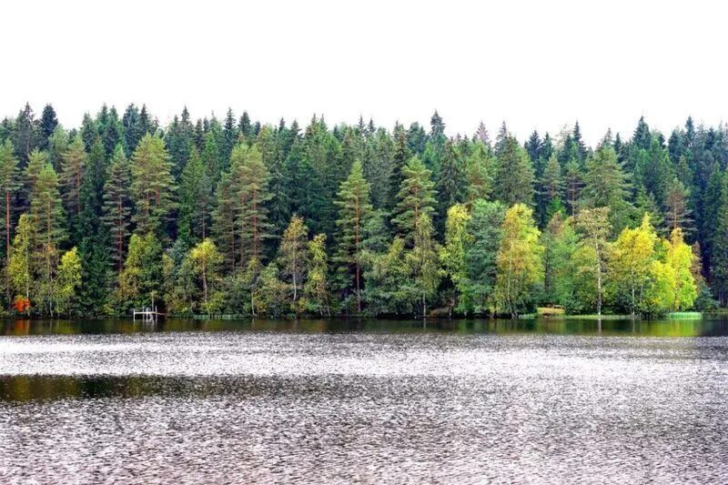 Ильичево, Ленинградская область: фото 5