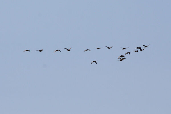 Птичий клин