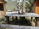 Стол под деровом | Кедровая опушка, Горный Алтай (Республика Алтай)