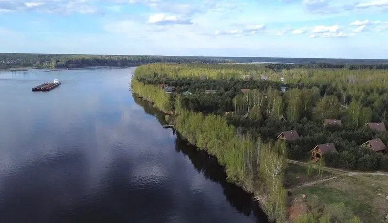 Белая морошка, Ярославская область: фото 2