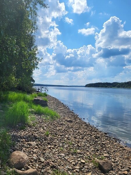 Белая морошка, Ярославская область: фото 5