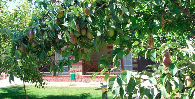 Стандартный 2-местный 1-комнатный (коттедж Орион)