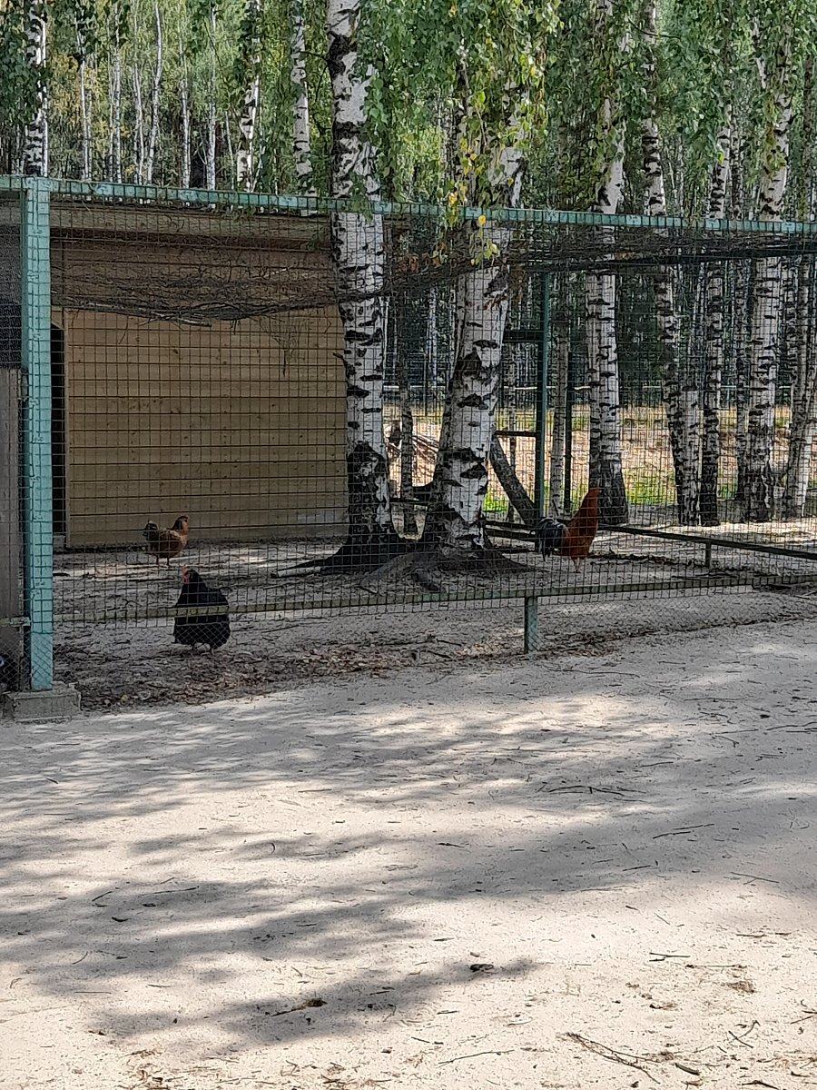 Фото 18 из отзыва о парк-отеле Фестиваль