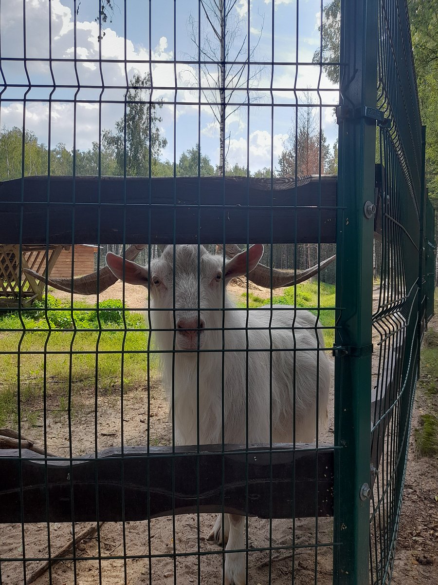 Фото 7 из отзыва о парк-отеле Фестиваль