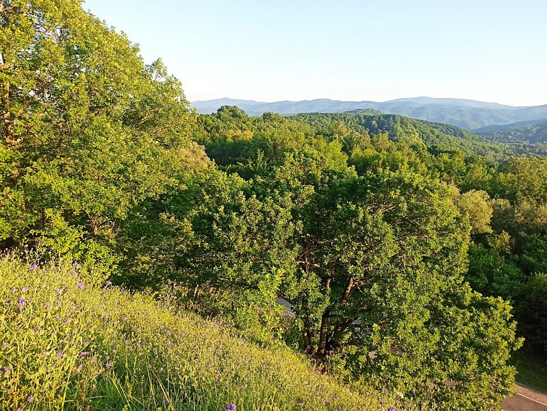 Коттедж 2-местный (Лесной домик)