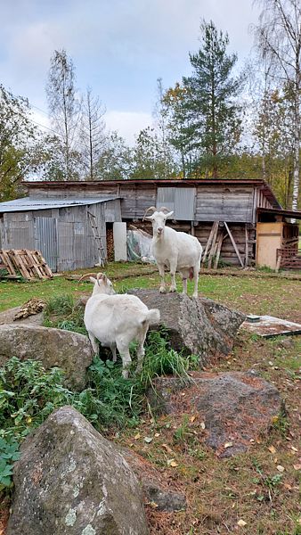 Фото 8 из отзыва об эко-комплексе Эко-хутор Ряйсяля