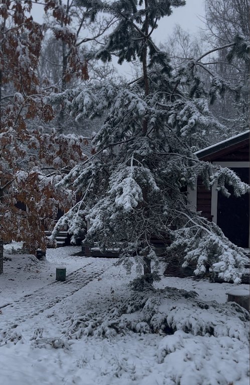 Фото из отзыва от 03.11.2024