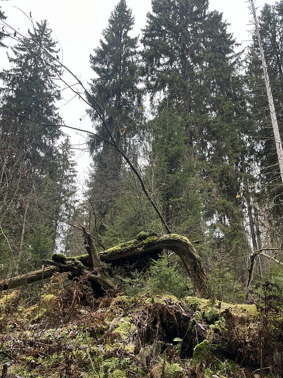 Фото из отзыва от 01.11.2024