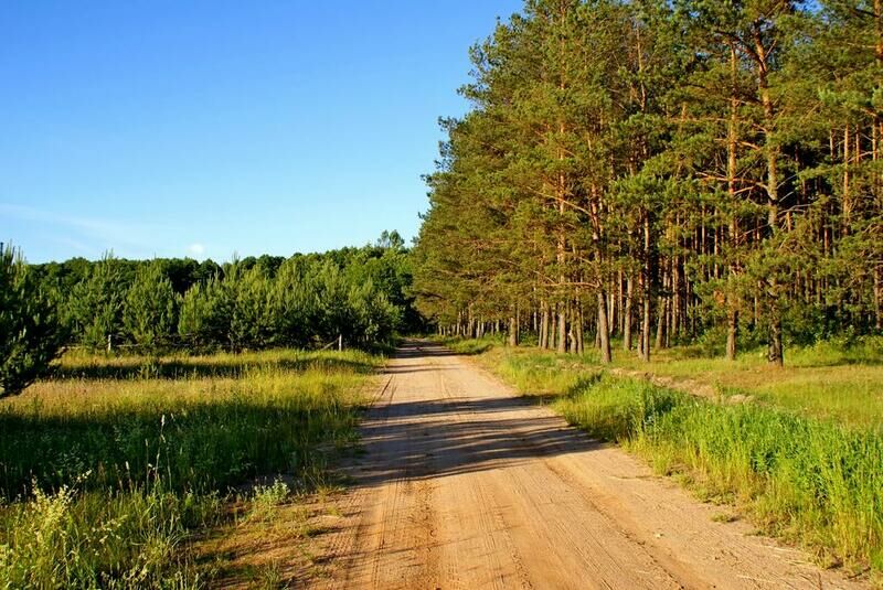 Деревня пуща. СЕРВИЧИ. Belovej pushchasi.