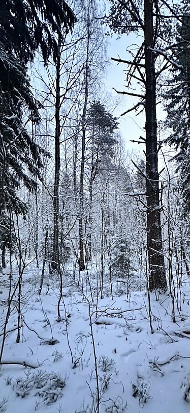 Фото 7 из отзыва о базе отдыха ALDI-Karelia