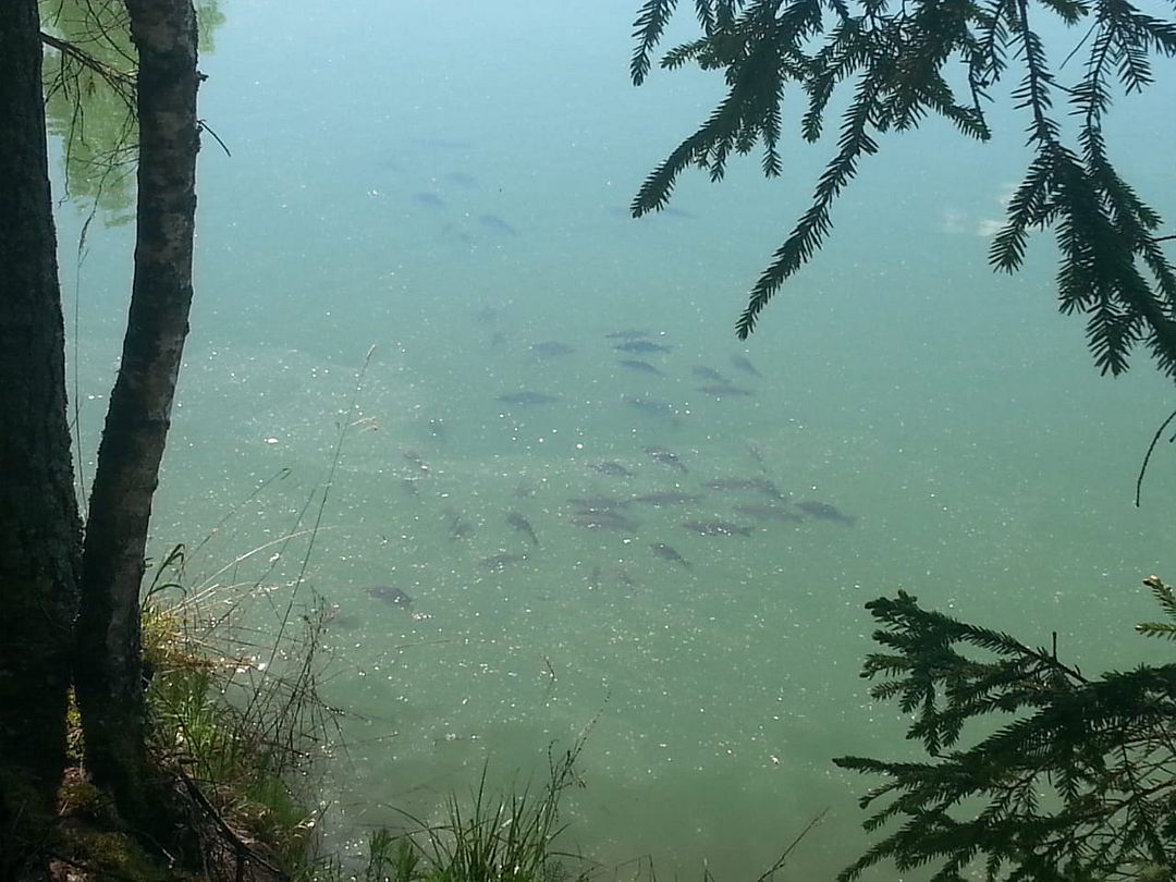 Акула -парк, Ярославская область: фото 5