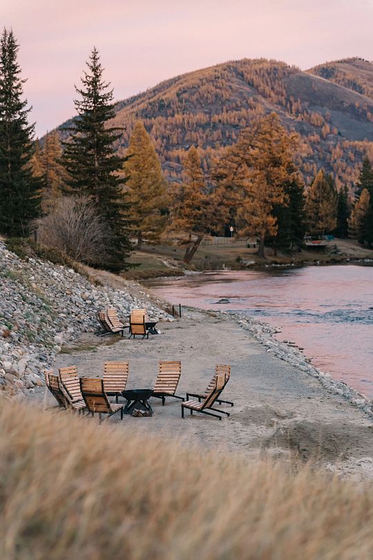 Манул, Горный Алтай (Республика Алтай): фото 5