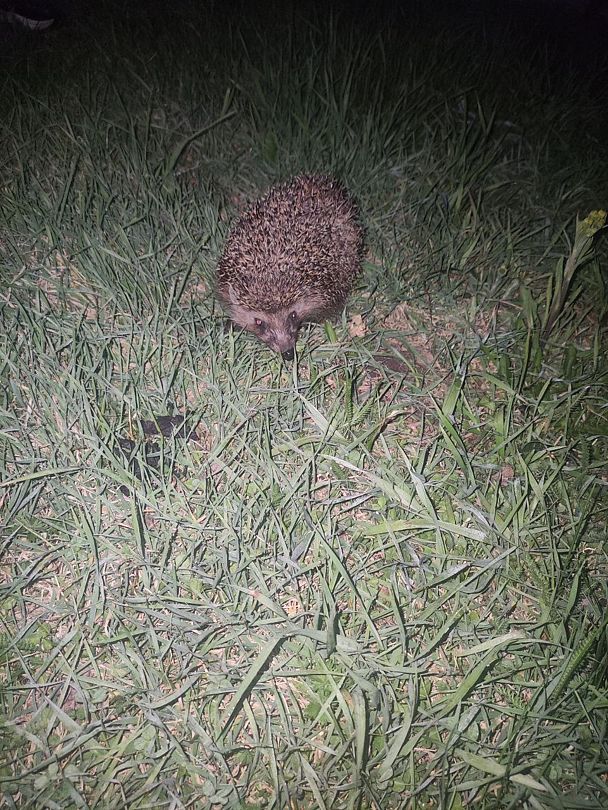 Фото 1 из отзыва о базе отдыха Подсолнухи