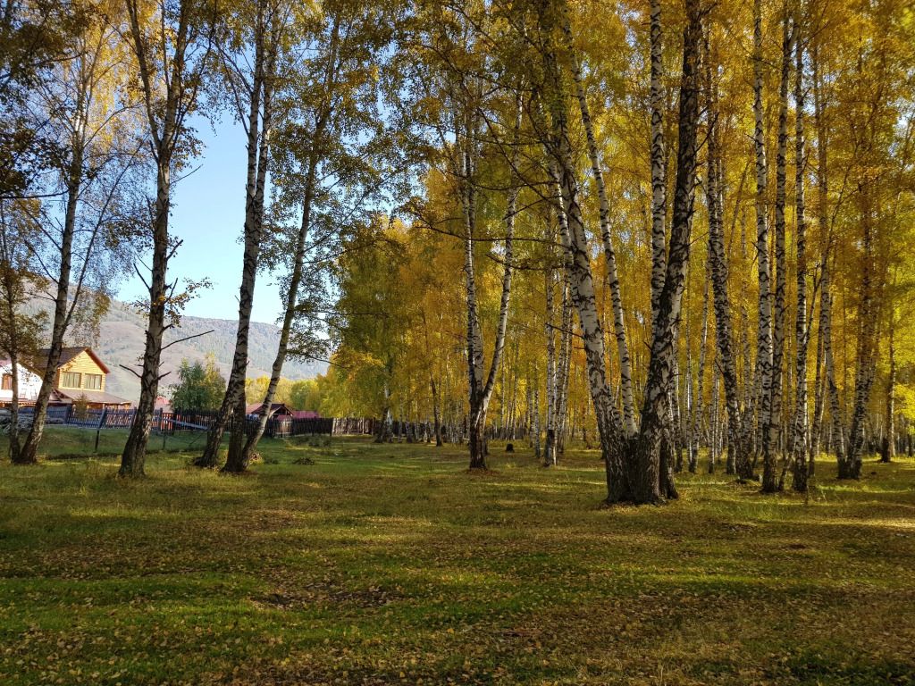 База отдыха Благодать, Горный Алтай (Республика Алтай): фото 5