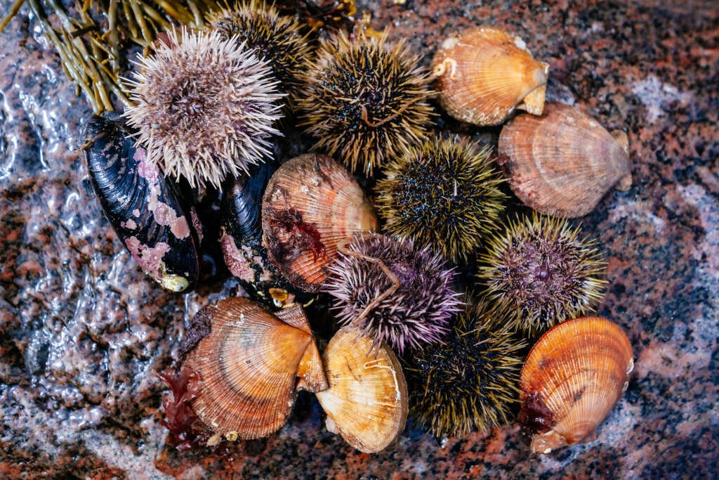 Китовый берег, Мурманская область: фото 5