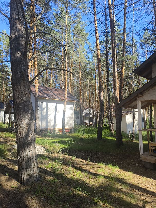 Лес, Самарская область: фото 4