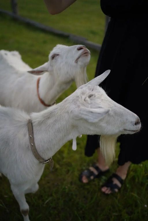В деревушке на опушке, Пензенская область: фото 2