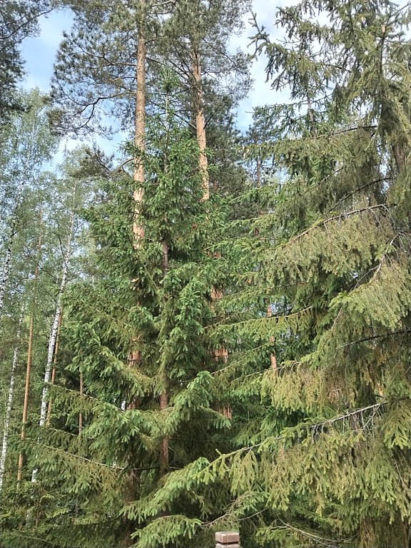 Фото из отзыва от 07.06.2025