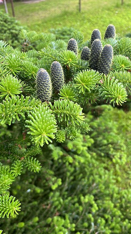 Фото из отзыва от 12.06.2025