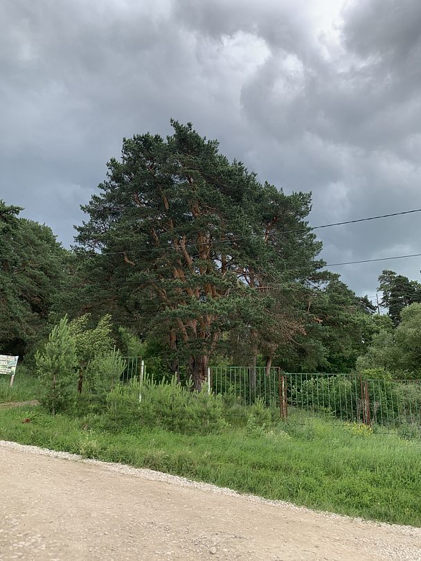 Фото 4 из отзыва о базе отдыха Березовая роща