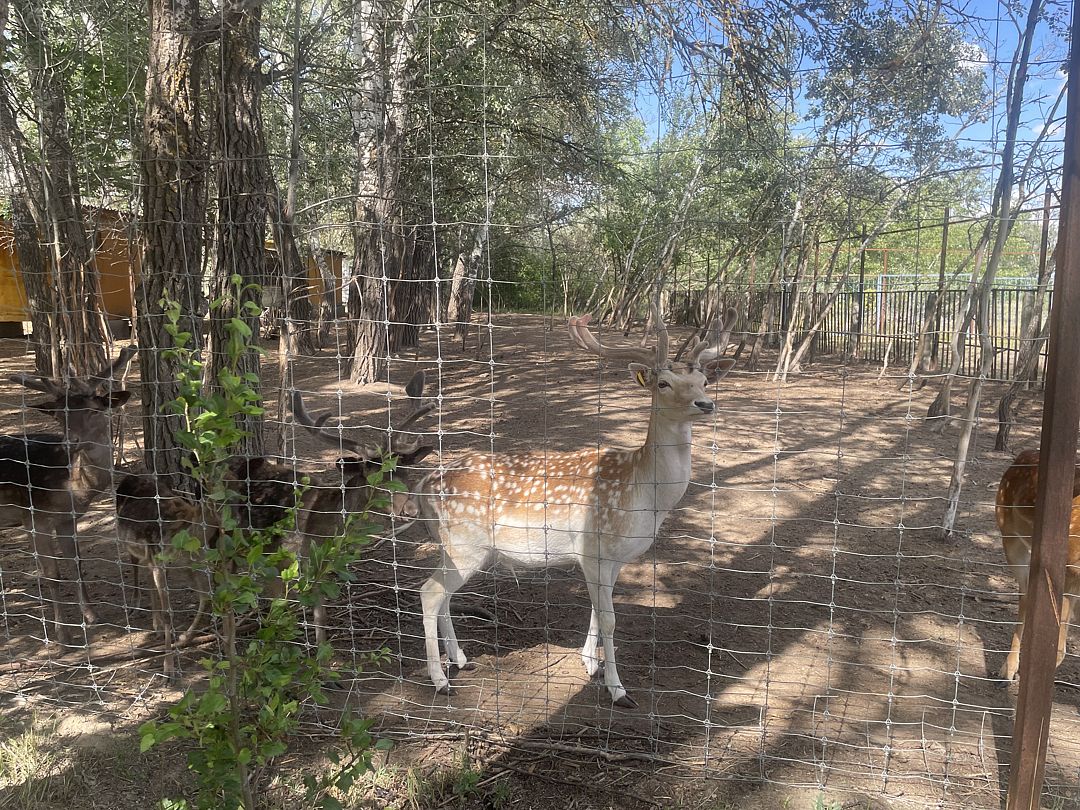 Фото 1 из отзыва о базе отдыха Донская Миля
