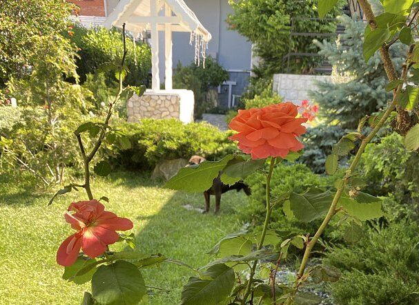 Континент, Краснодарский край: фото 5