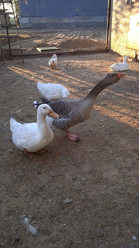 Фото 2 из отзыва о базе отдыха Донская Миля