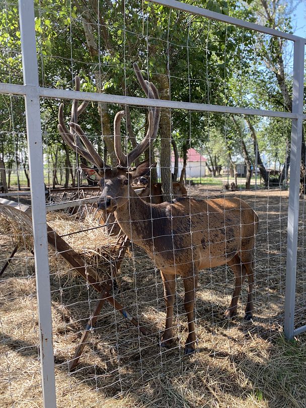 Фото 5 из отзыва о базе отдыха Донская Миля