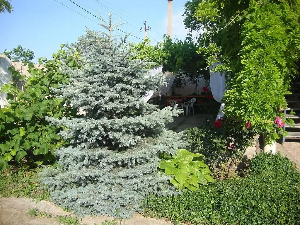 «Оазис» гостевой дом | Оазис (Береговое), Крым