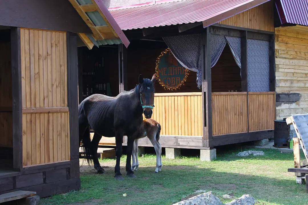 Медная сова, Алтайский край: фото 4