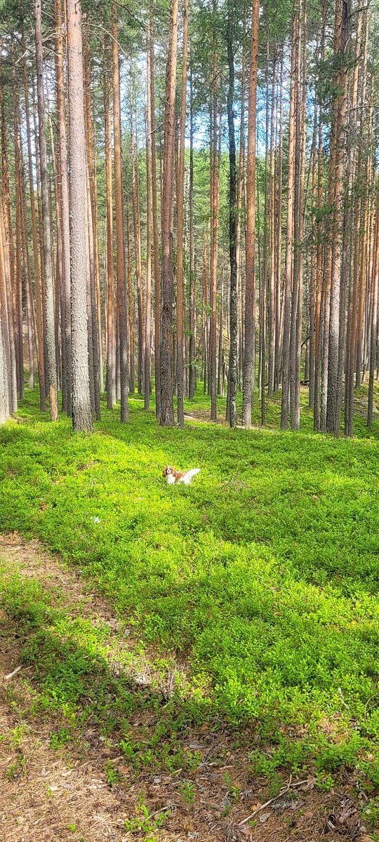 Фото 5 из отзыва о парк-отеле Сямозерье