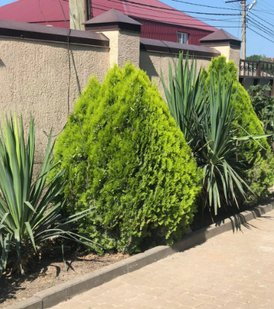 Ника (Кабардинка), Краснодарский край: фото 3