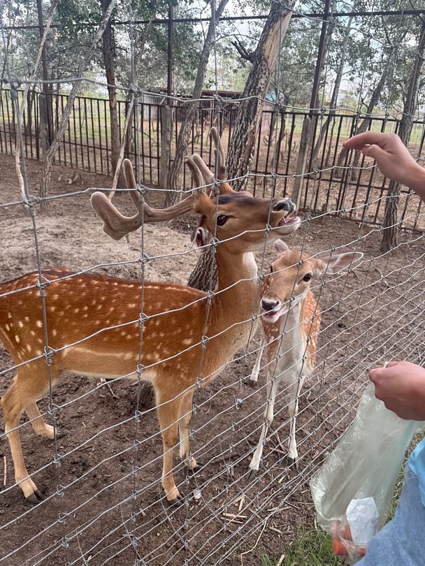 Фото 4 из отзыва о базе отдыха Донская Миля