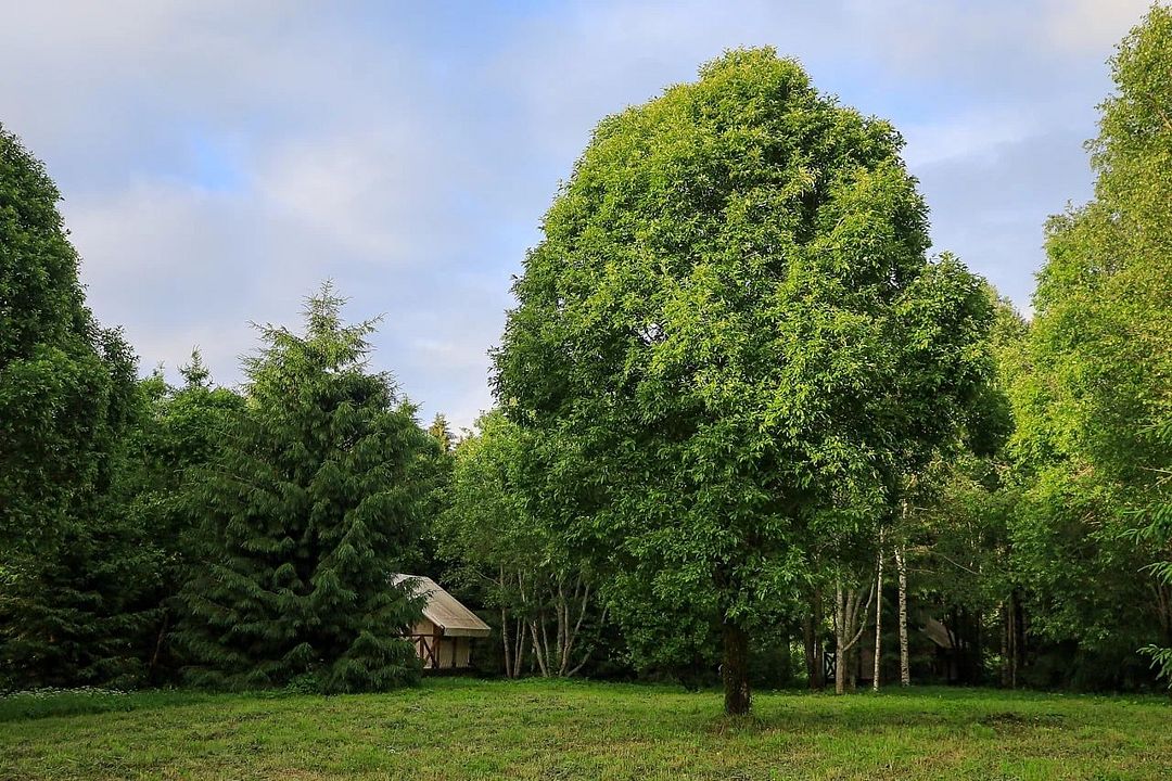 Лисья Дача, Ленинградская область: фото 2