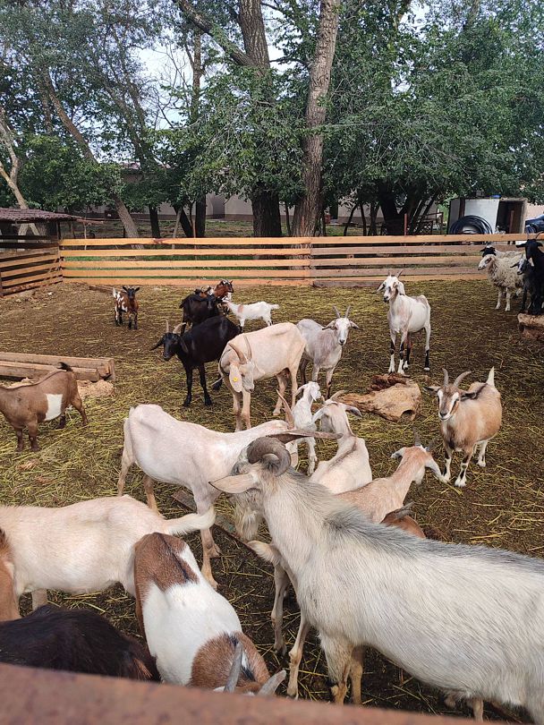 Фото 1 из отзыва о базе отдыха Донская Миля