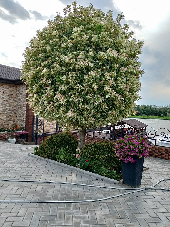 Фото из отзыва от 02.08.2025