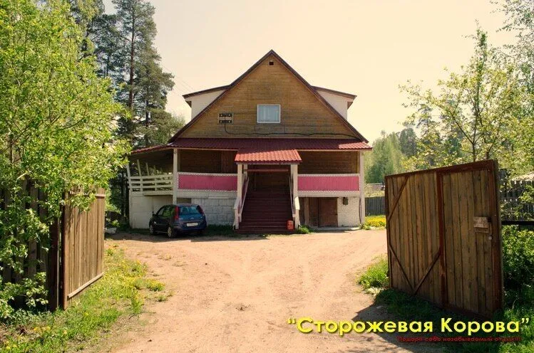 Сторожевая корова, Ленинградская область: фото 2