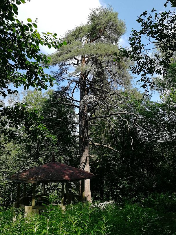 Фото 9 из отзыва о загородном клубе Авиаретро