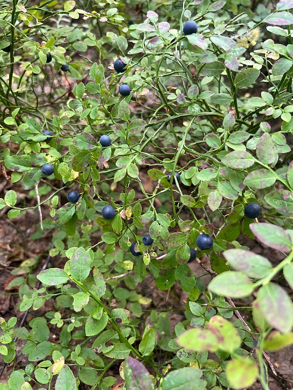 Фото из отзыва от 10.08.2025