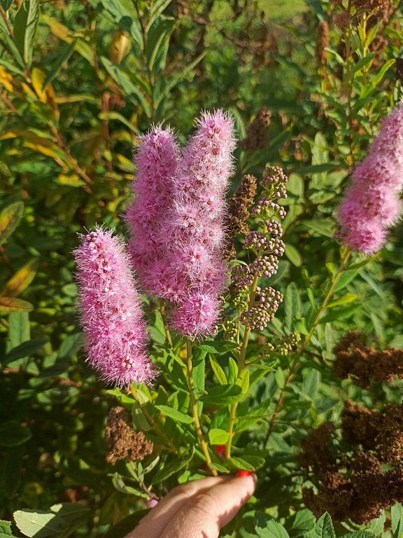 Фото из отзыва от 30.08.2025